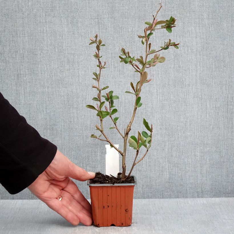 Example of Cognassier du Japon Fire dance - Chaenomeles speciosa  Godet de 8/9 cm as you get in printemps