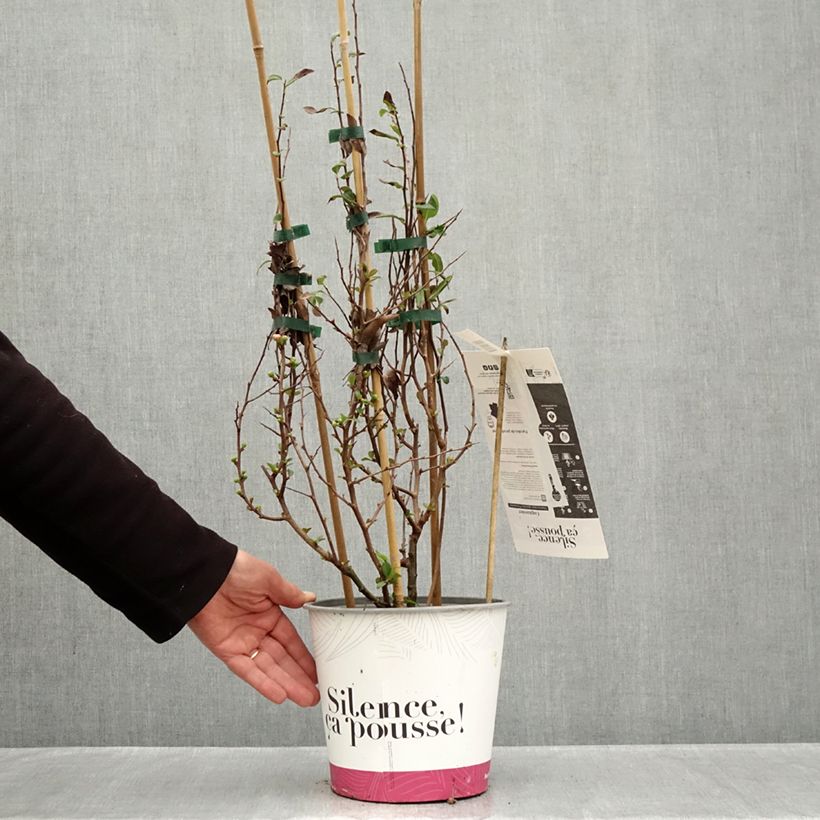 Spécimen de Cognassier du Japon Friesdorfer - Chaenomeles speciosa  Pot de 3L/4L tel que livré en automne
