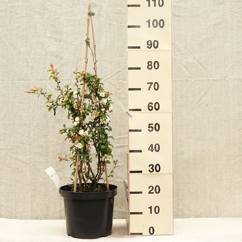 Example of Cognassier du Japon Jet Trail - Chaenomeles superba  Pot de 7,5L/10L as you get in printemps