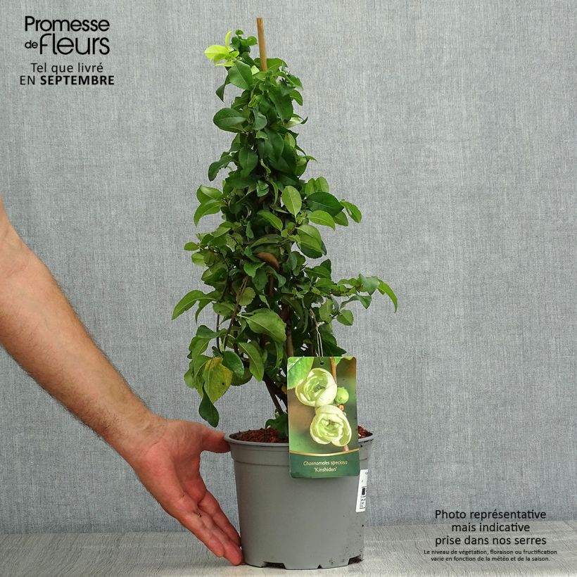 Spécimen de Cognassier du Japon Kinshiden - Chaenomeles speciosa Pot de 3L/4L tel que livré en été