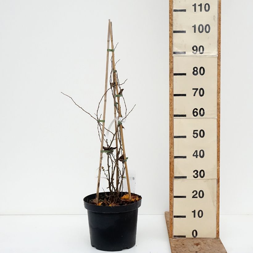 Example of Cognassier du Japon Pink Lady - Chaenomeles superba  Pot de 7,5L/10L as you get in hiver