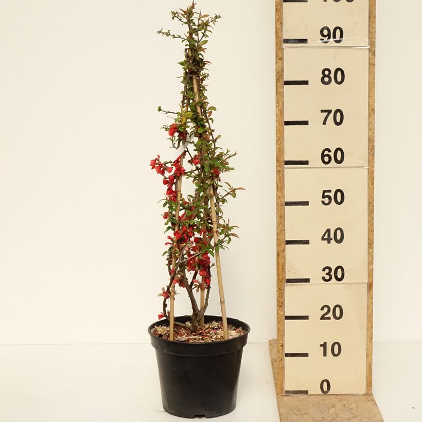 Example of Cognassier du Japon Rubra - Chaenomeles speciosa Pot de 7,5L/10L as you get in printemps