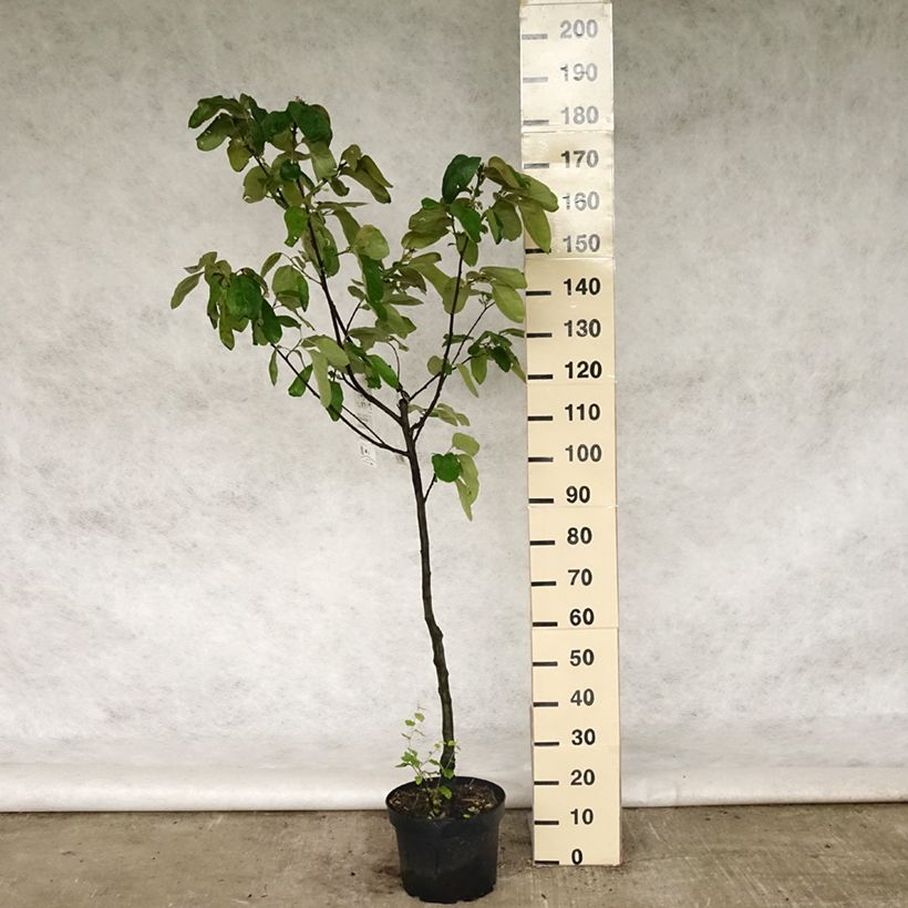 Example of Cognassier Monstrueux de Vranja Pot de 7,5L/10L, Gobelet as you get in printemps