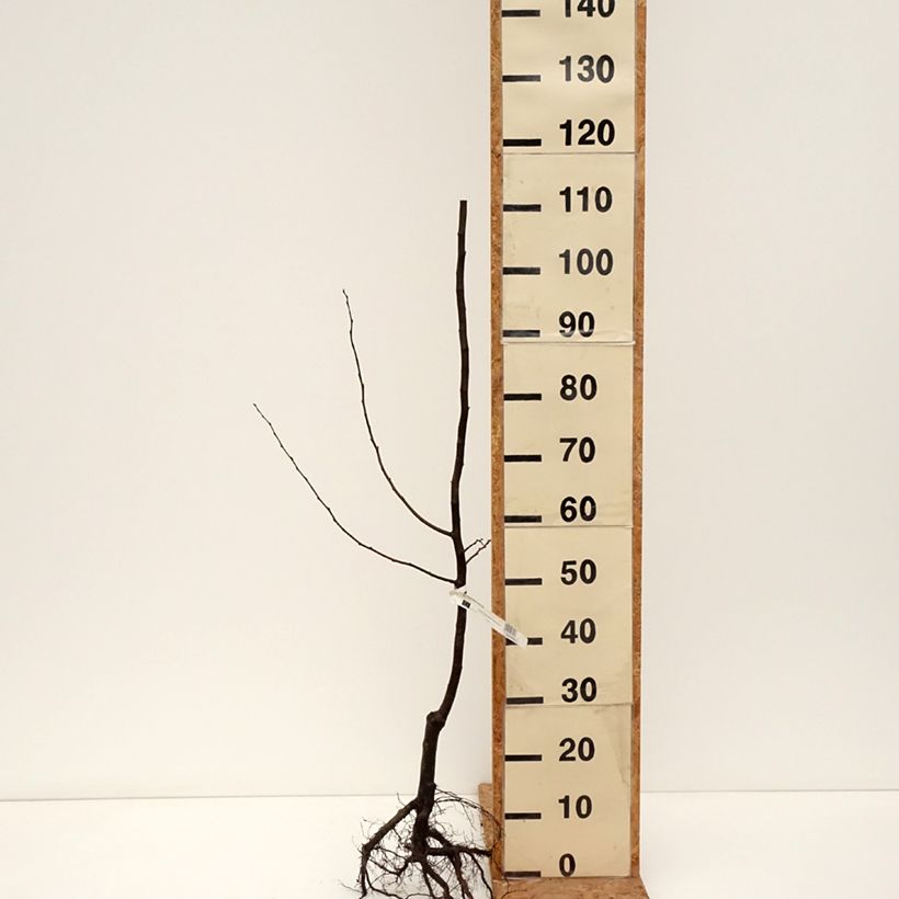 Spécimen de Cognassier Portugal Bio - Cydonia oblonga Racines nues, Scion tel que livré en hiver