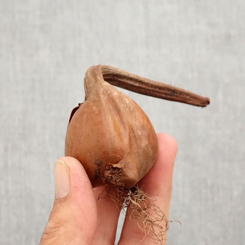 Spécimen de Colchicum autumnale Pleniflorum ou Roseum Plenum - Colchique d'automne Bulbe calibre 13+ tel que livré en automne