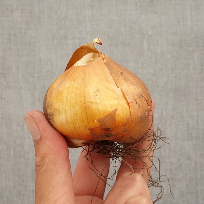 Example of Colchicum cilicicum - Colchique de Cilicie Bulbe calibre 18/20 as you get in automne