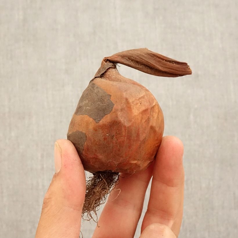 Example of Colchicum Pannonicum ou C. automnale Nancy Lindsay - Colchique d'automne Bulbe calibre 14+ as you get in automne