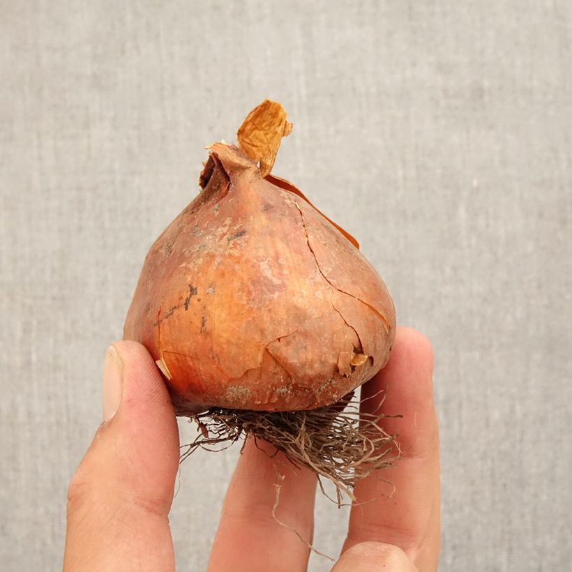 Spécimen de Colchique Autumn Queen* Bulbe calibre 18+ tel que livré en automne