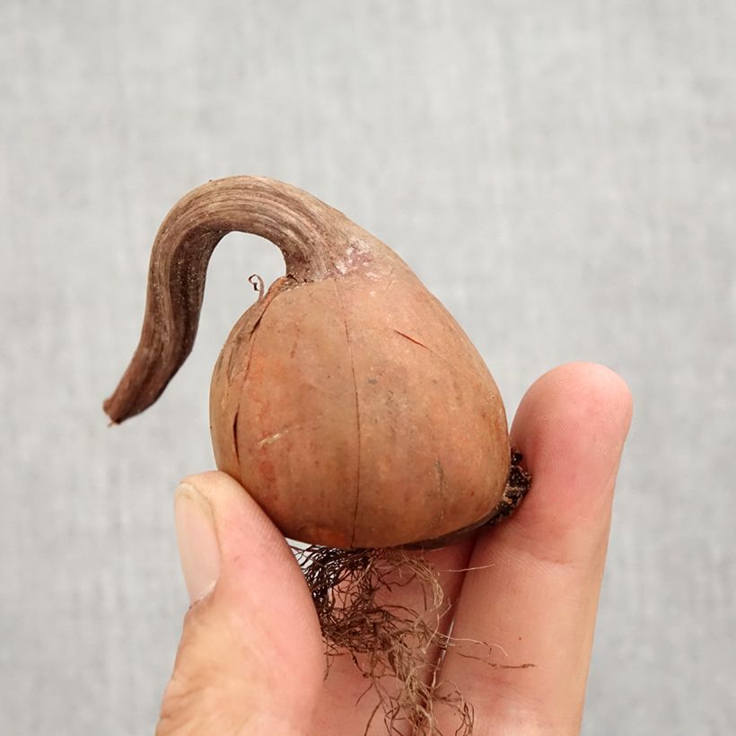 Example of Colchique autumnale Album - Colchique d'automne Bulbe calibre 13+ as you get in automne