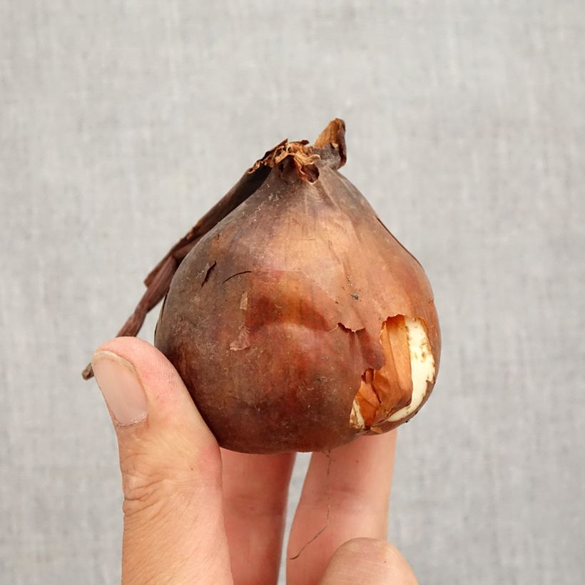 Spécimen de Colchique autumnale Major - Colchique de Bysance Bulbe calibre 20+ tel que livré en automne