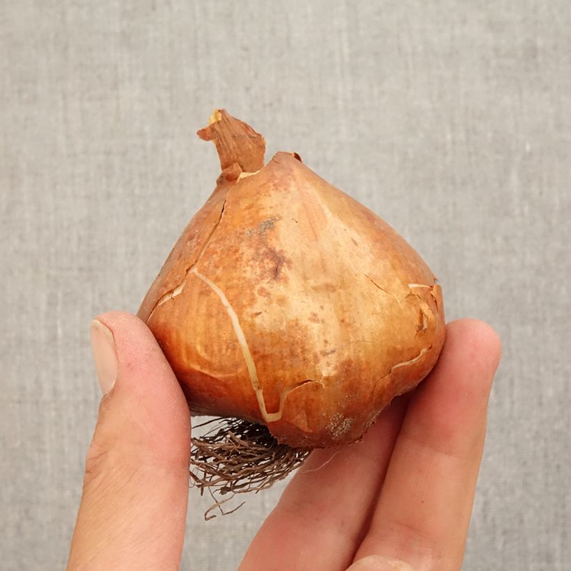 Spécimen de Colchique Hybride lilac wonder* Bulbe calibre 20+ tel que livré en automne