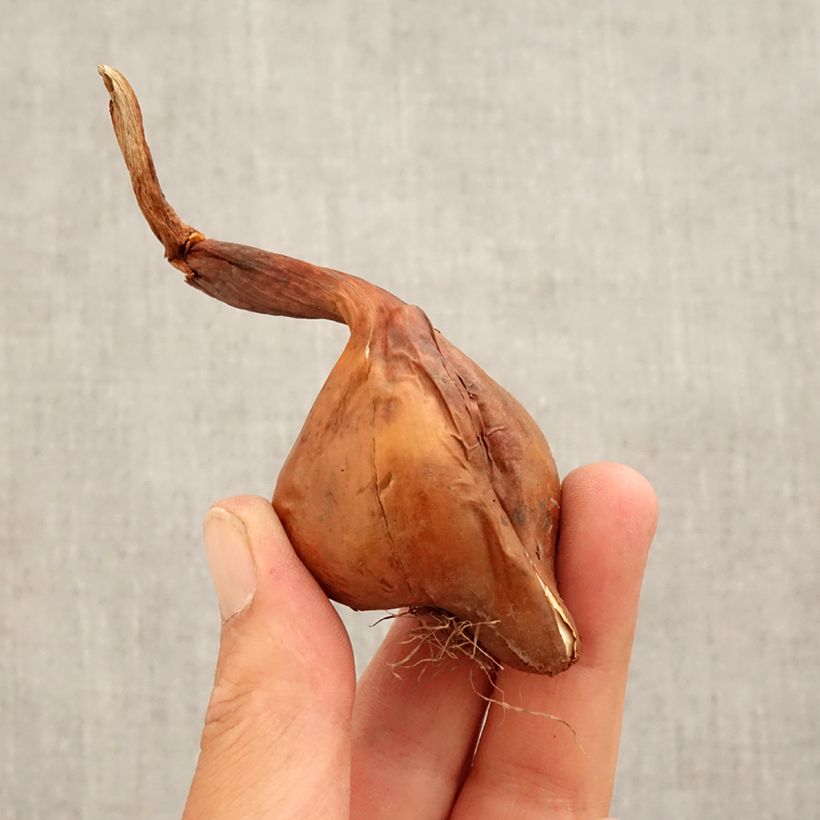 Spécimen de Colchique hybride Waterlily Bulbe calibre 14+ tel que livré en automne