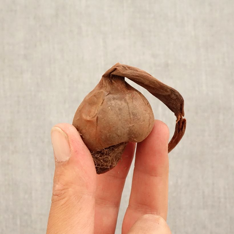 Example of Colchique macrophyllum Bulbe calibre 13+ as you get in automne