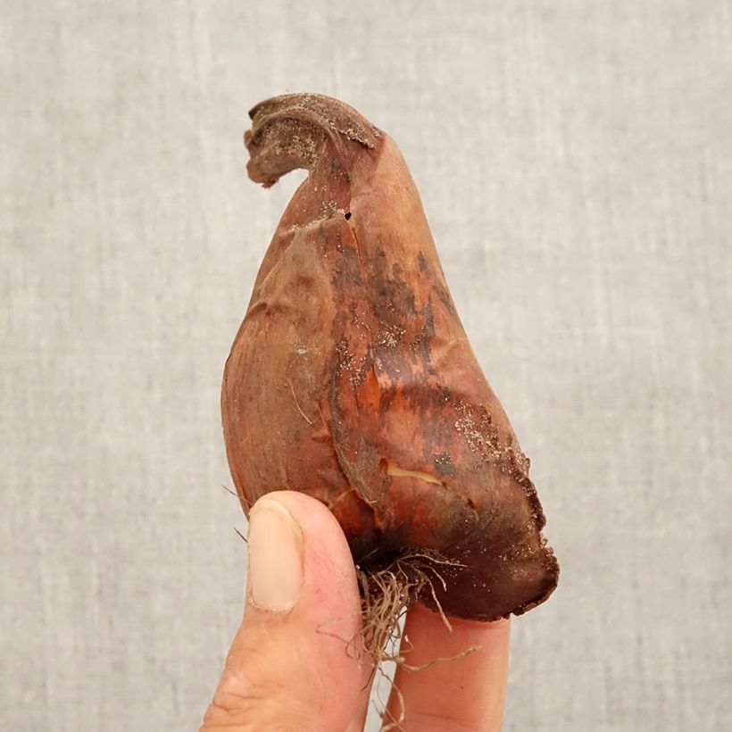 Example of Colchique Spéciosum Bulbe calibre 16+ as you get in automne