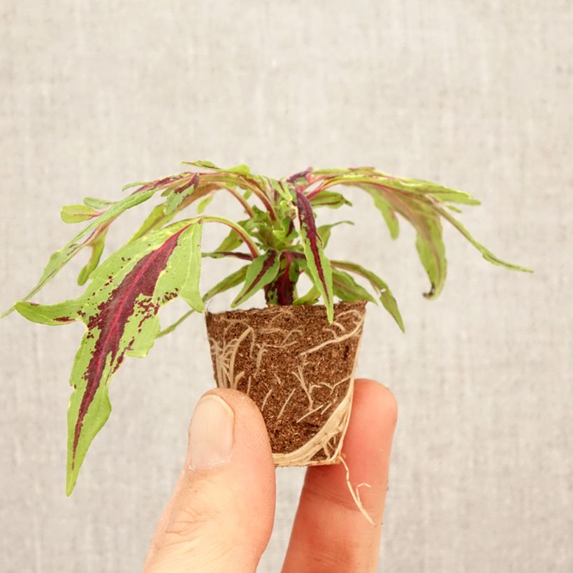 Spécimen de Coleus Flame Thrower Chili Pepper Mini-motte Ø 3/4 cm tel que livré au printemps