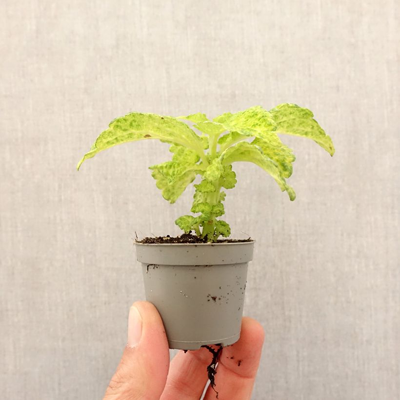 Spécimen de Coleus MS River Walk Mini-plante tel que livré au printemps