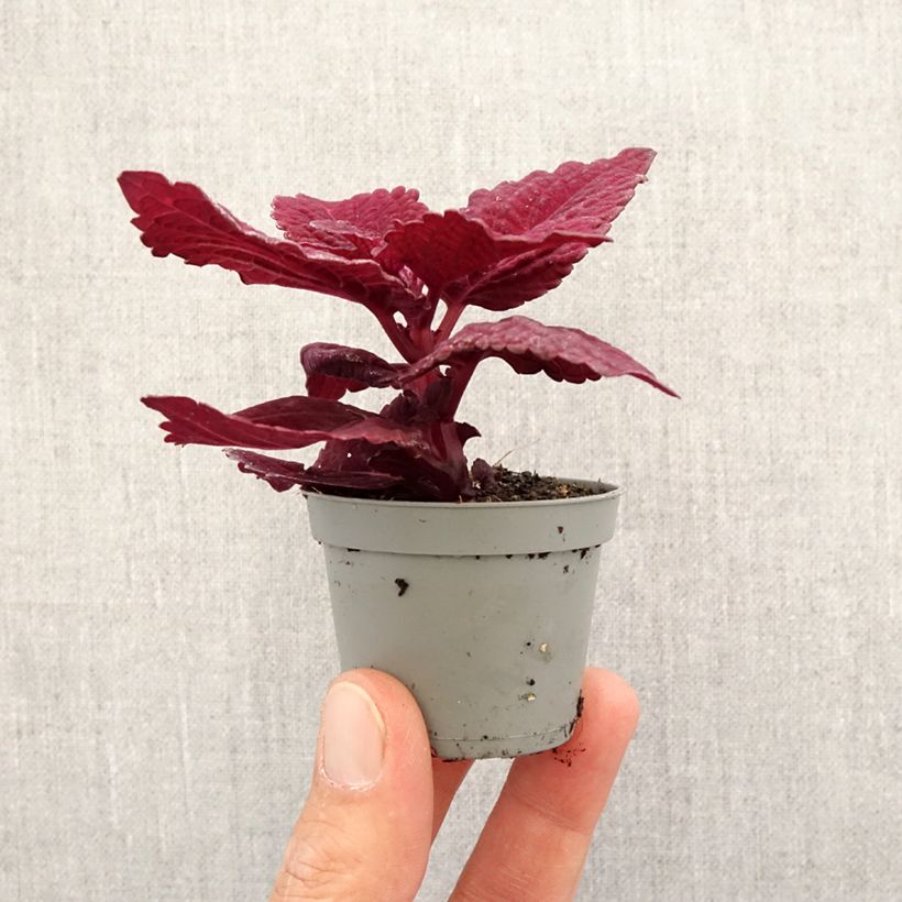 Example of Coleus MS Second Street Mini-plante as you get in printemps
