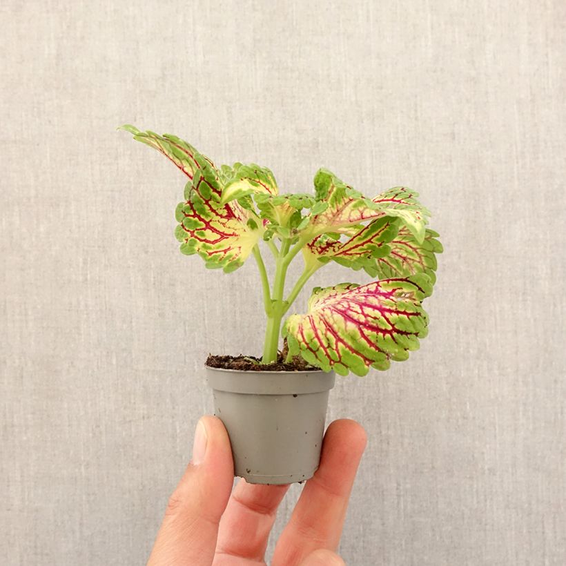 Spécimen de Coleus Spacecake Mini-plante tel que livré au printemps