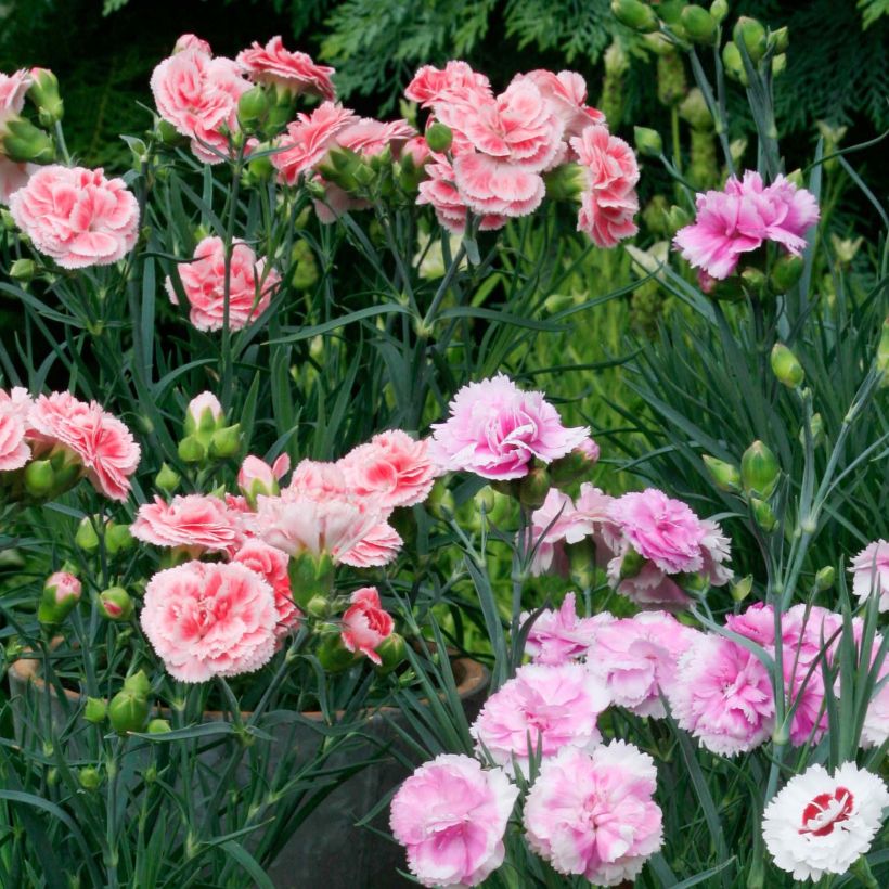 Collection 3 œillets mignardises parfumés (Flowering)