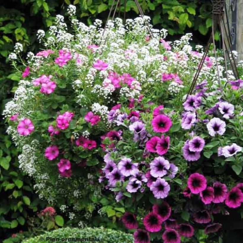 Collection Berry Cascade (Flowering)