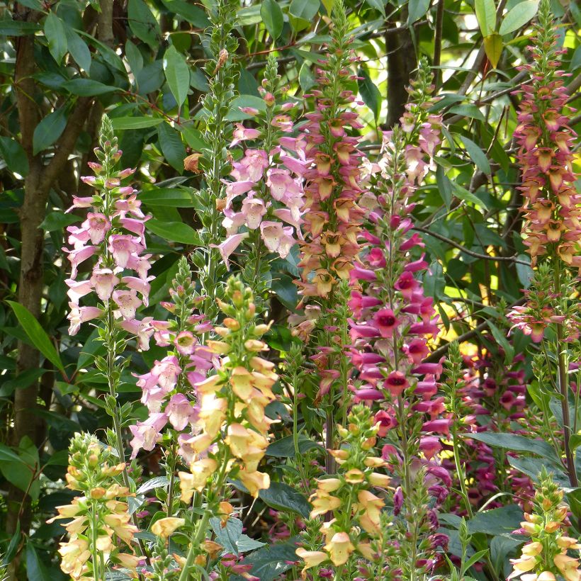 Collection de 3 Digiplexis Illumination - Digitalis hybrides (Flowering)