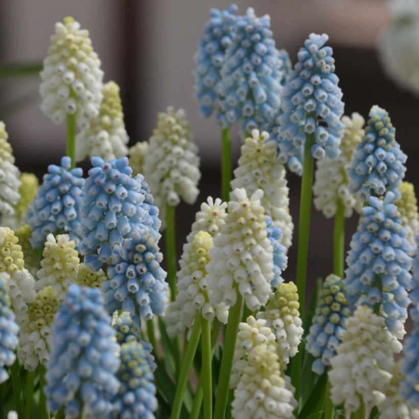 Collection Muscari Magic (Floraison)