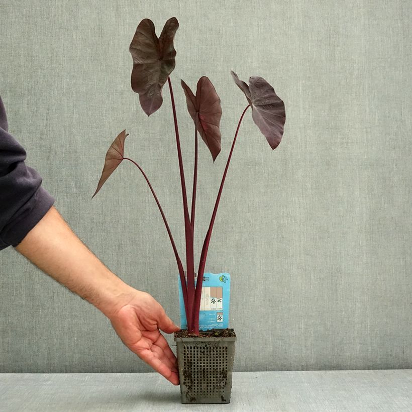 Spécimen de Colocasia Black magic - Oreille d'Eléphant  Godet de 8/9 cm tel que livré en été