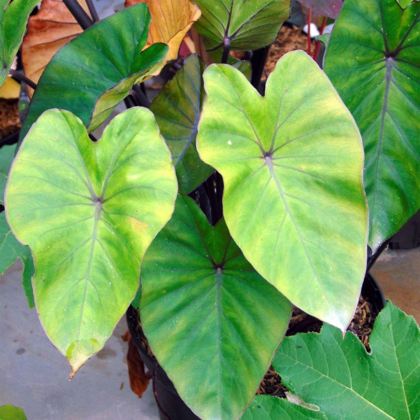 Colocasia Black Stem - Oreille d'Eléphant (Foliage)