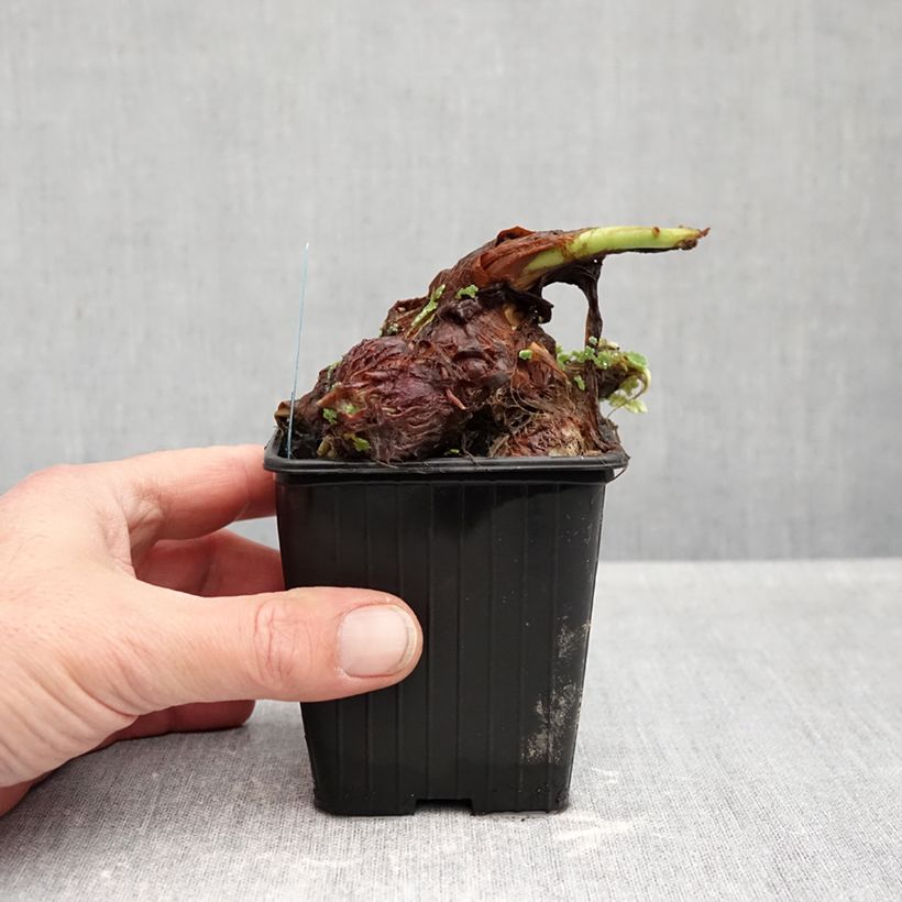 Example of Colocasia esculenta - Oreille d'éléphant - Taro Godet de 8/9 cm as you get in automne