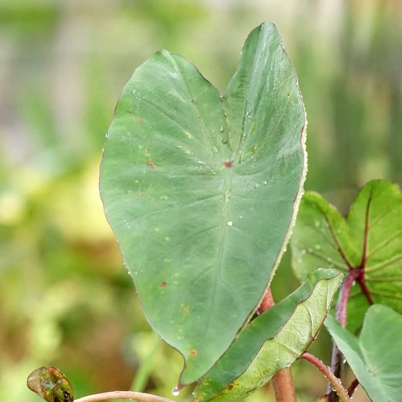 Colocasia esculenta Tea cup - Oreille d'éléphant (Feuillage)