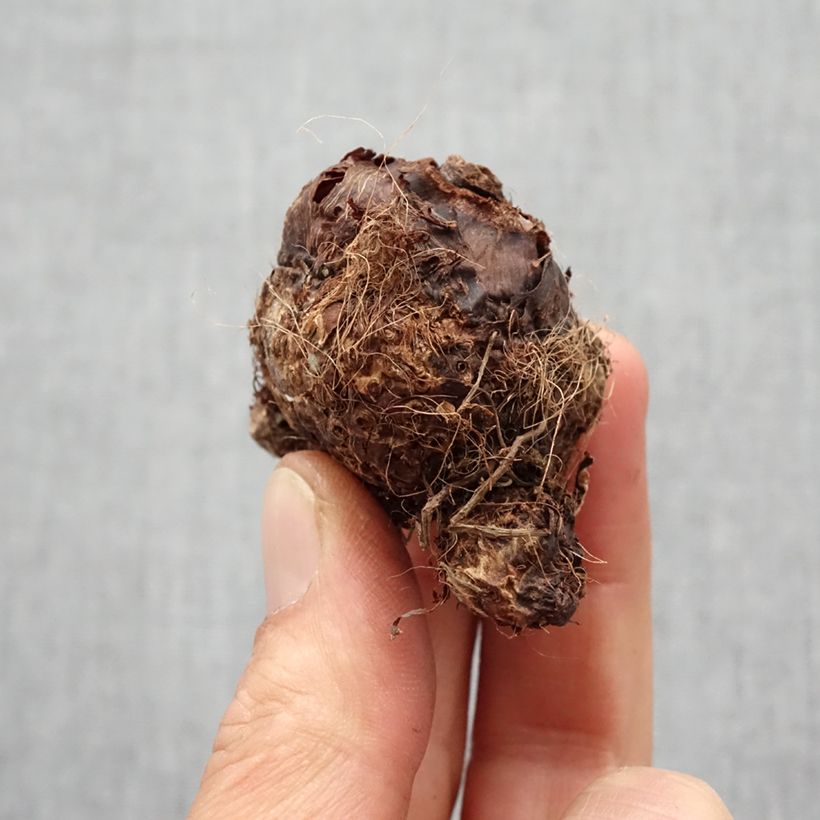 Spécimen de Colocasia Hawaiian Punch - Taro  Bulbe calibre I tel que livré au printemps