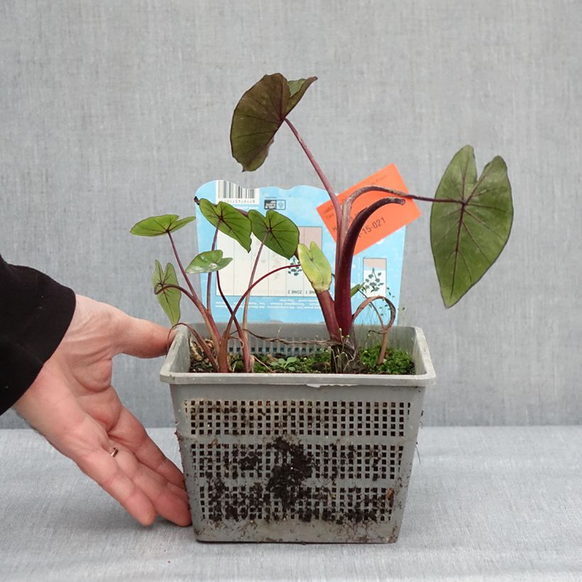 Spécimen de Colocasia Hawaiian Punch - Taro  Pot de 4L/5L calibre 18/20 tel que livré en hiver