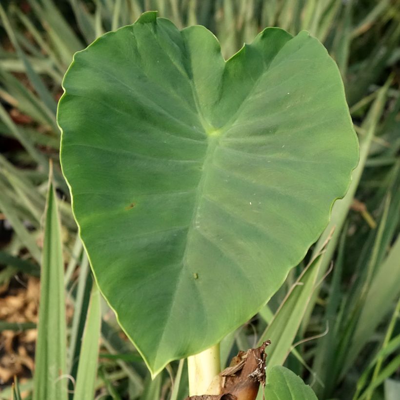 Colocasia Jack's Giant - Oreille d'éléphant (Foliage)