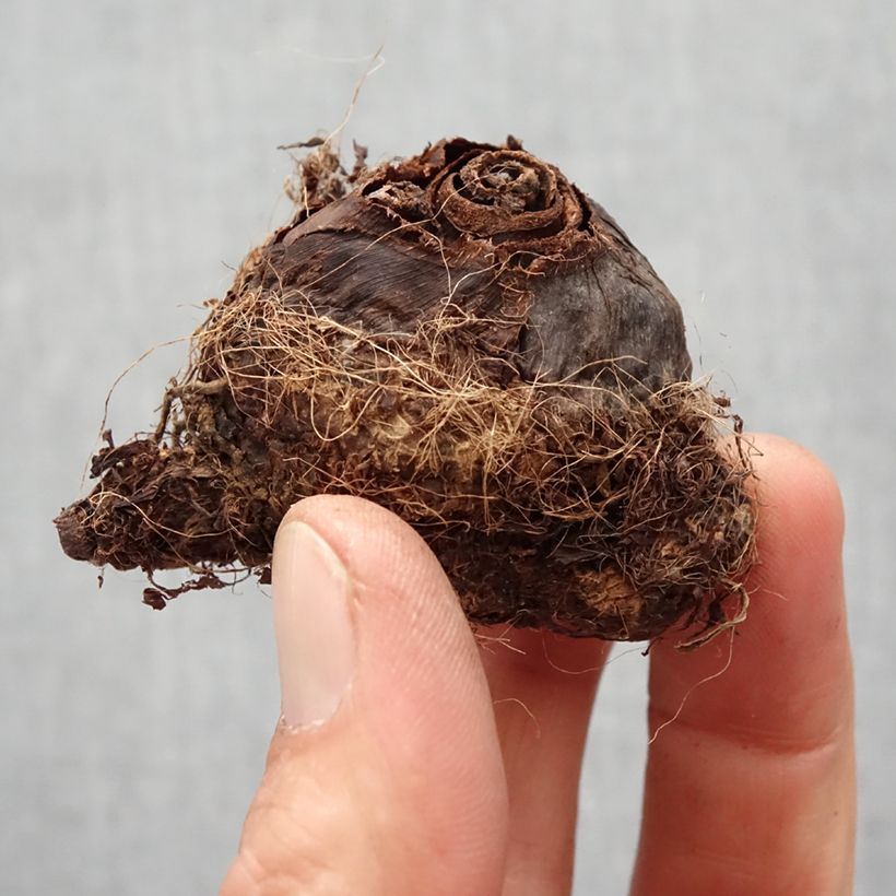 Spécimen de Colocasia Kona Coffee - Taro Bulbe calibre I tel que livré au printemps