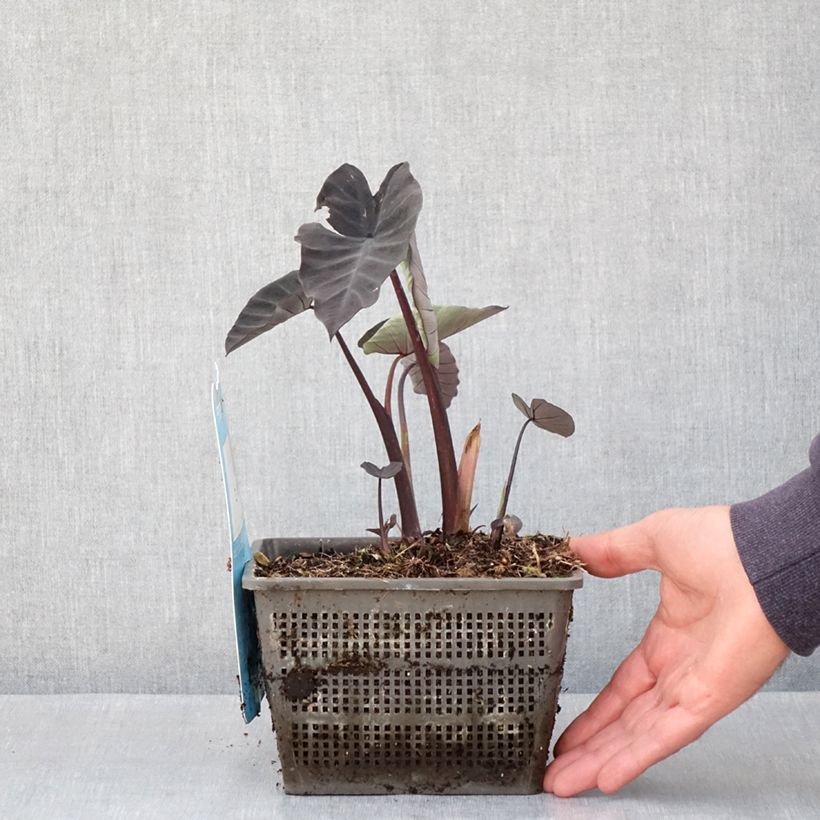 Spécimen de Colocasia Kona Coffee - Taro Pot de 4L/5L tel que livré au printemps