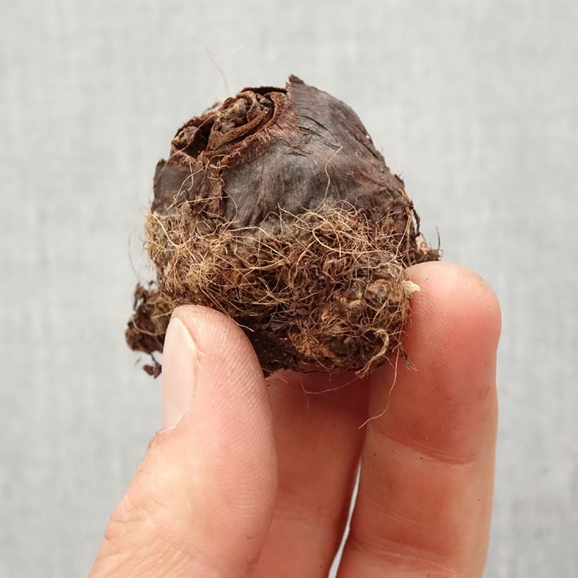 Spécimen de Colocasia Maui Gold - Taro Bulbe calibre I tel que livré au printemps