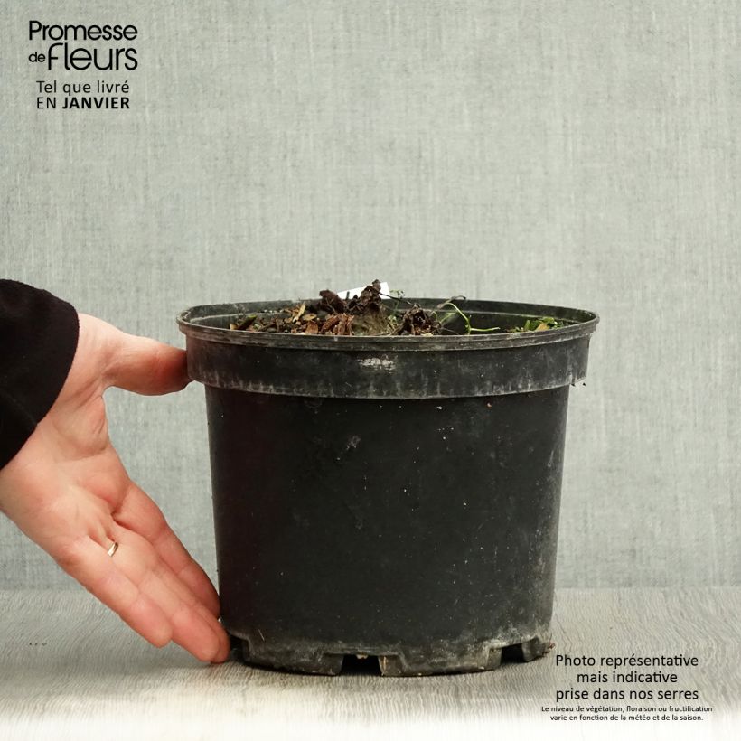 Spécimen de Colocasia Painted Black Gecko - Oreille d'éléphant  Pot de 4L/5L tel que livré en hiver