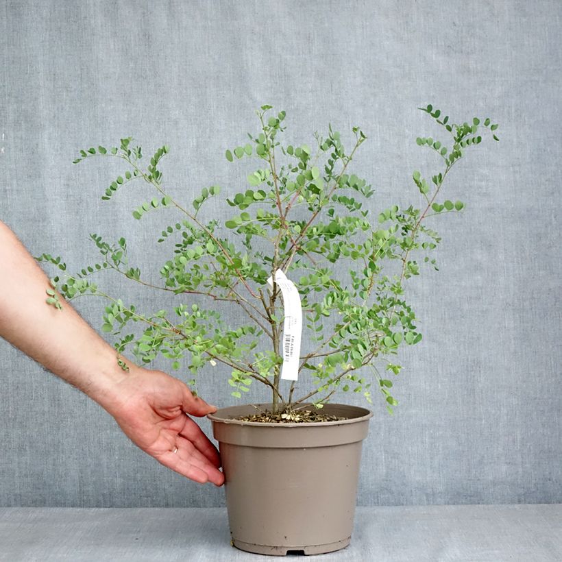 Spécimen de Colutea media Copper Beauty - Baguenaudier, Arbre à vessies Pot de 3L/4L tel que livré au printemps