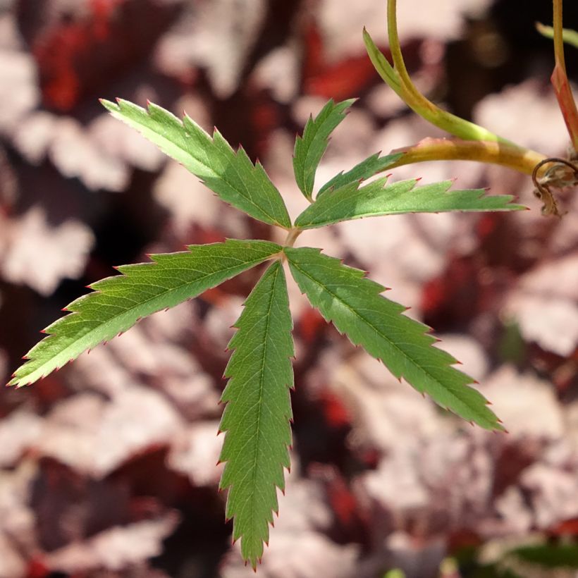 Comarum palustre - Comaret ou Potentille des marais (Feuillage)