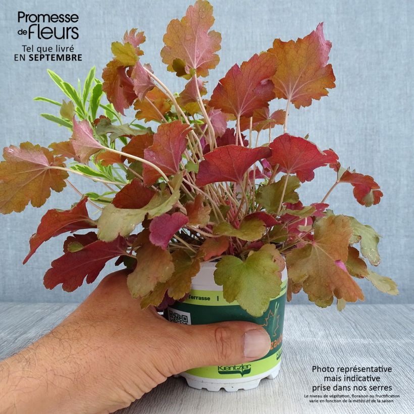 Spécimen de Composition Hidden Treasure - composition de 3 plantes Pot de 12 cm / 13 cm tel que livré en automne