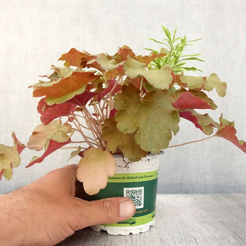 Example of Composition Hidden Treasure - composition de 3 plantes Pot de 12 cm / 13 cm as you get in ete