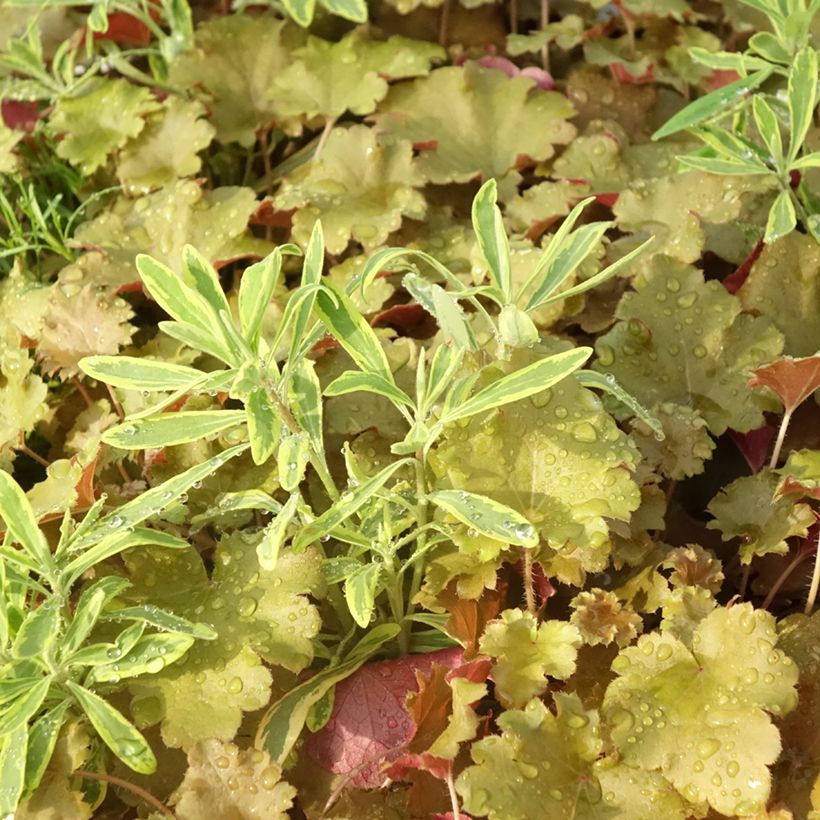 Composition Hidden Treasure - composition de 3 plantes (Foliage)