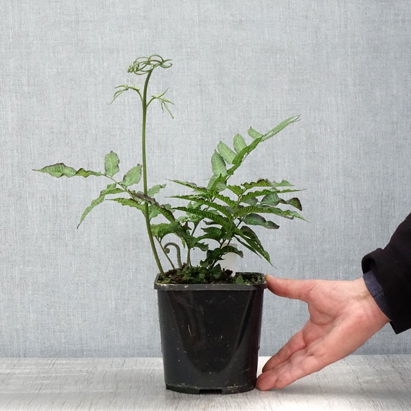Spécimen de Coniogramme emeiensis - Fougère bambou Pot de 2L/3L tel que livré au printemps