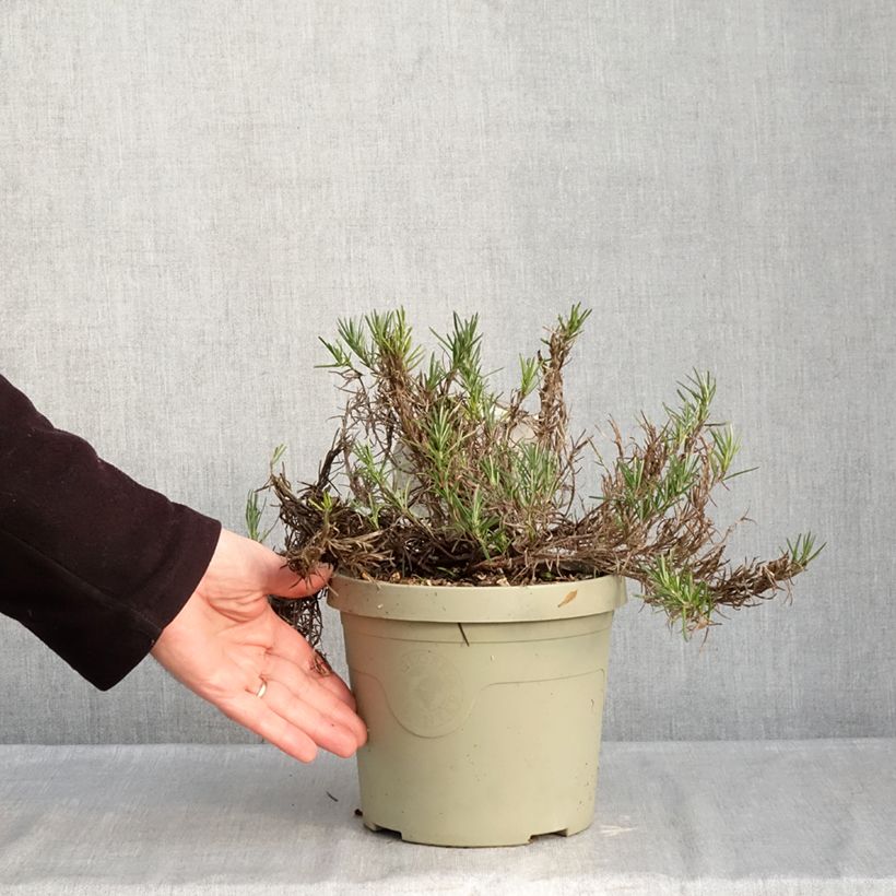 Example of Conradina Little Rosie - Faux romarin Pot de 3L/4L as you get in hiver