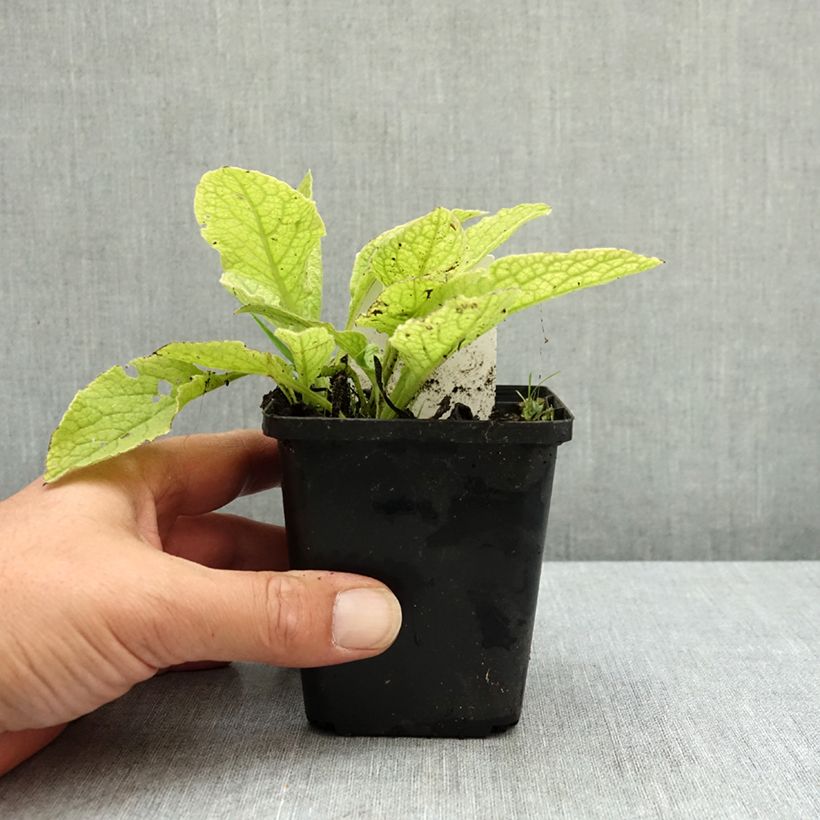 Spécimen de Consoude à grandes fleurs - Symphytum Sky Blue Pink Godet de 8/9 cm tel que livré en été