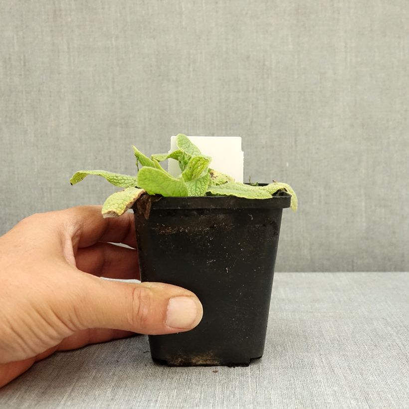 Spécimen de Consoude - Symphytum azureum Godet de 8/9 cm tel que livré en été