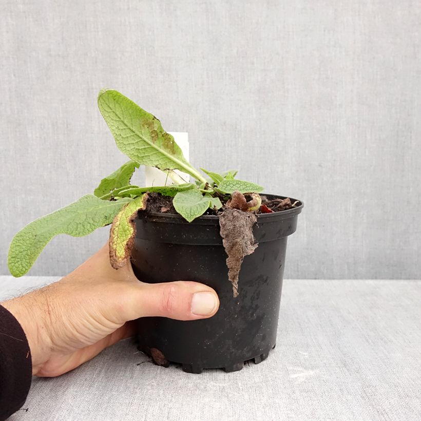 Spécimen de Consoude - Symphytum azureum Pot de 2L/3L tel que livré en automne