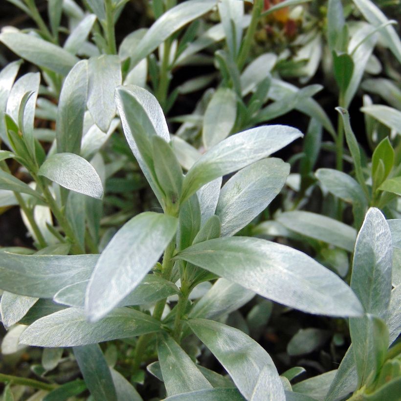 Convolvulus cneorum - Liseron argenté (Foliage)