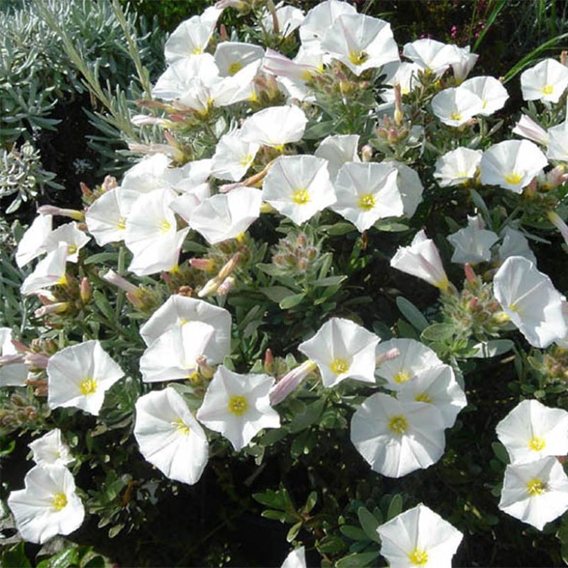 Convolvulus cneorum - Liseron argenté (Plant habit)
