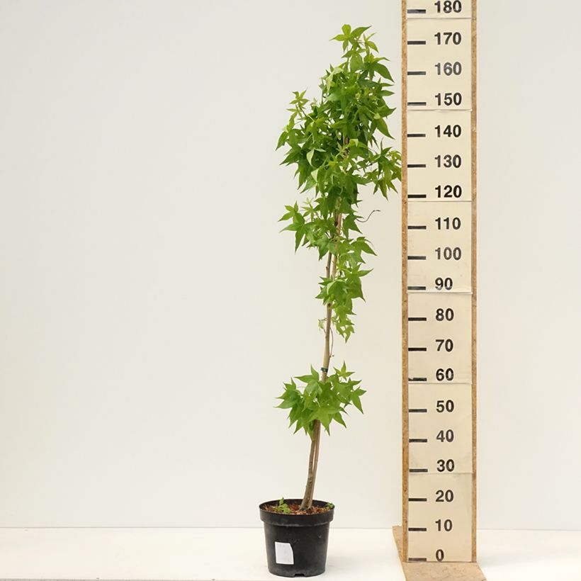 Example of Copalme d'Amérique Aurora - Liquidambar styraciflua Pot de 4L/5L as you get in printemps